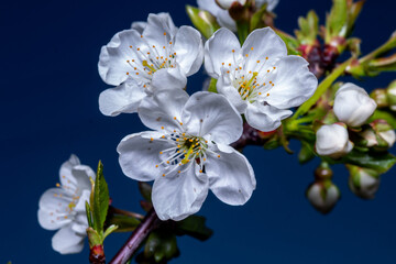 European plum blossom (Prunus domestica) in southern Chile, El Carmen, Ñuble