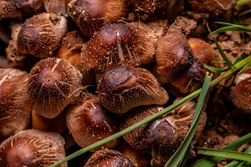 Bulbous Fibrecap mushrooms (Inocybe napipes) in the moss. Poisonous fungi