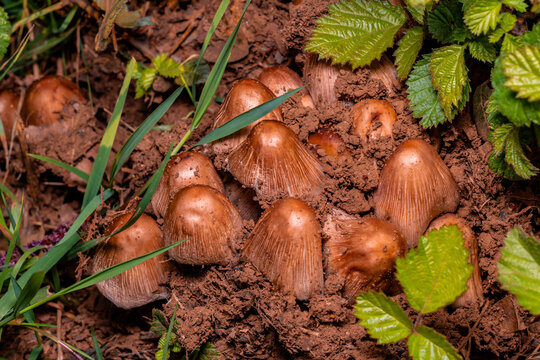 Bulbous Fibrecap mushrooms (Inocybe napipes) in the moss. Poisonous fungi