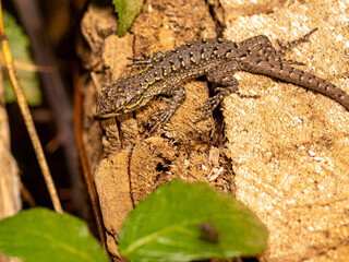 
Slender lizard or Liolaemus-tenuis, small lizard belonging to the Liolaemidae family, widely distributed in Chile