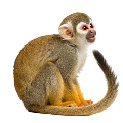 Obraz premium Cute Squirrel Monkey Sitting on White Background isolated on transparent background 