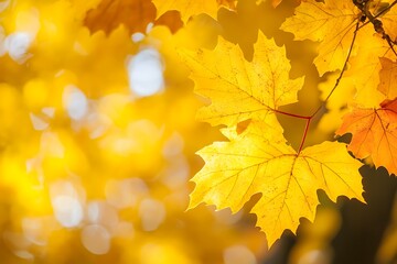 Fototapeta premium autumn maple leaves on a sunny day, note shallow depth of field
