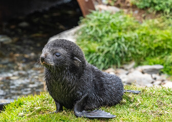 Fur Seal pups photographed in Grytviken, South Georgia