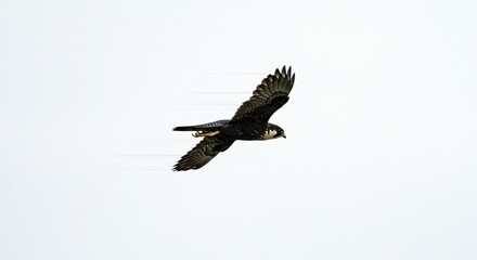 Obraz premium Majestic Peregrine Falcon in Flight Wings Spread Wide Against a Clear Sky
