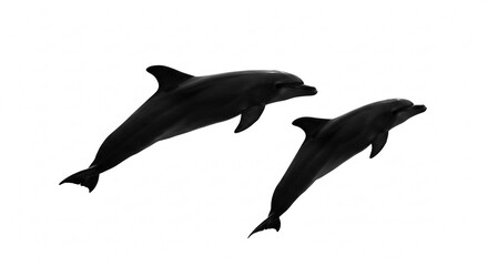 Obraz premium Two Bottlenose Dolphins Leaping Black Silhouette Ocean Wildlife Marine Mammals Aquatic Life