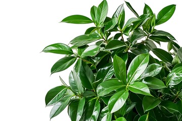Obraz premium Close up of green ficus tree isolated on white background with clipping path
