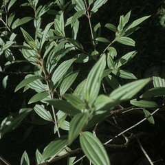 Obraz premium close up of a plant