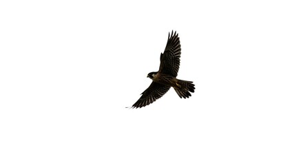 Obraz premium Majestic American Kestrel in Flight Isolated on White Background Wildlife Photography