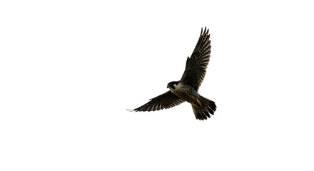 Fototapeta premium Majestic Peregrine Falcon in Flight Isolated on White Background Wildlife Photography