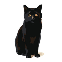 Obraz premium Black Cat Sitting in white background