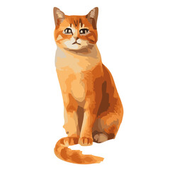 Orange Brown Cat Sitting in white background