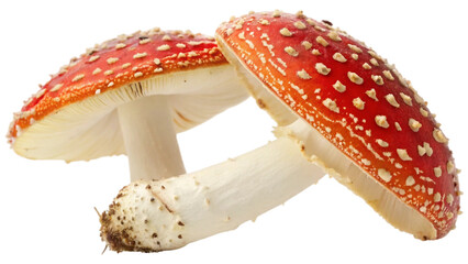 Obraz premium Two whole fresh fungus Amanita mushroom isolated on white background. Suitable for marketing or business purposes. PNG file
