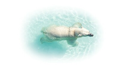 Obraz premium Majestic Polar Bear Swimming in Aqua Water Overhead View Wildlife Photography