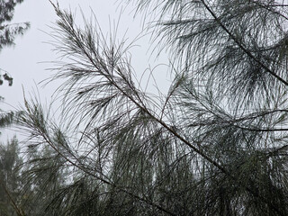 pine tree branches, rainy day in tropical forest of asia.