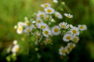 white daisies in a meadow