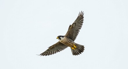 Obraz premium Majestic Peregrine Falcon in Flight Soaring Against a Clear Sky