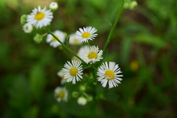 daisies in the grass