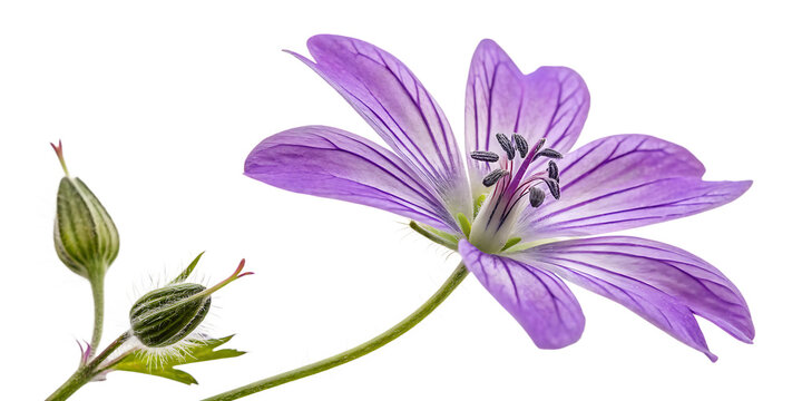 purple flower isolated on white background - Powered by Adobe