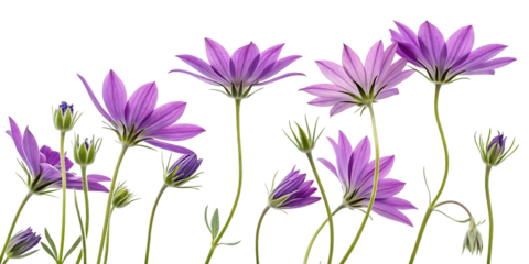 Creeping purple flower isolated on white background, violet flowers isolated on white background