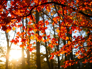 Bright fall foliage paints the park with yellow, red, and orange leaves