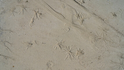 The sandy ocean floor at low tide. A star-shaped relief pattern left by sea creatures is visible. Top view. Close-up. Full screen. Madagascar.