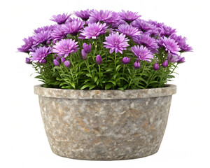 Purple flowers in a stone pot, isolated on a white background