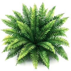 Lush green fern plant, isolated background