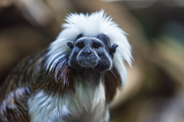 Cotton-top tamarin monkey showing curious expression in lush habitat during daylight hours