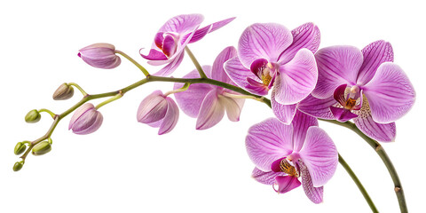 Obraz na płótnie Canvas Isolated vibrant purple tropical orchid flowers on white.