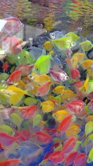 fish in the water