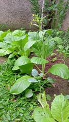 plants in the garden