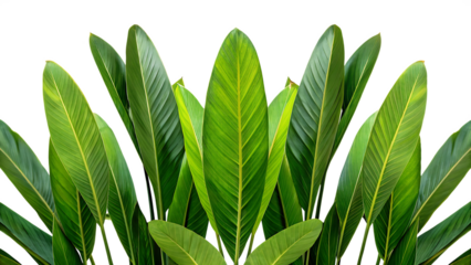 Lush tropical flower garden with exotic blooms