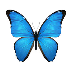Vibrant Blue Morpho Butterfly Wings Isolated on Black Background Detailed Macro Photography art