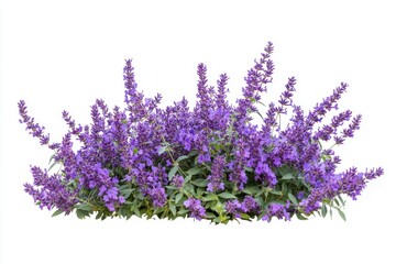 Fototapeta premium Long purple flowering shrub isolated on white backdrop for scenic gardening inspiration, floral arrangements, and nature-themed design projects in photography and decor