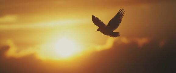 Fototapeta premium flying bird against a beautiful sunset sky background