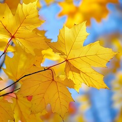autumn maple leaves on a sunny day, note shallow depth of field