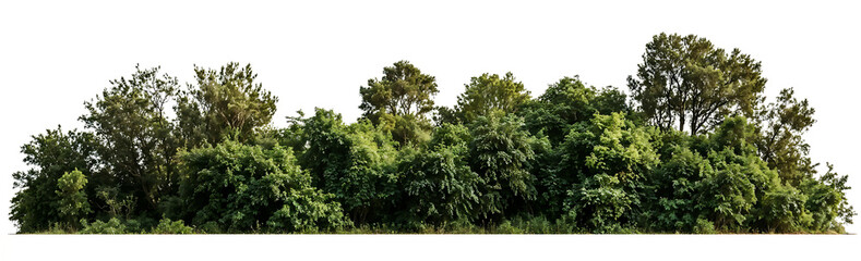 Lush green forest canopy line, ideal for environment, nature, and landscaping projects