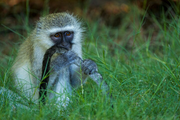 Vervet monkey (Chlorocebus pygerythrus) at Augrabies Falls National Park, Northern Cape. South Africa.