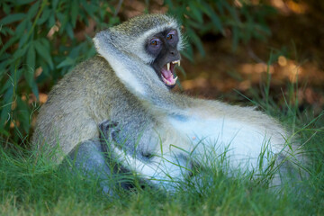 Vervet monkey (Chlorocebus pygerythrus) at Augrabies Falls National Park, Northern Cape. South Africa.