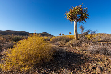 Quiver tree or kokerboom (Aloidendron dichotomum, prev. Aloe dichotoma). Gannabos, near...