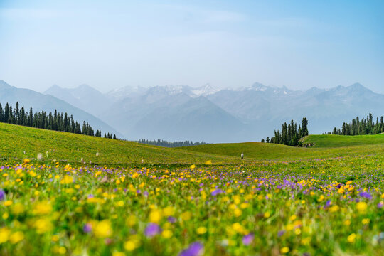 Beautiful Scenery landscape with colorful flowers and snow mountain in Kalajun grassland of Xinjiang in summer