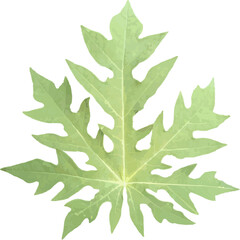green papaya leaf vector image, isolated on white as inspiration for fine art design and graphic design