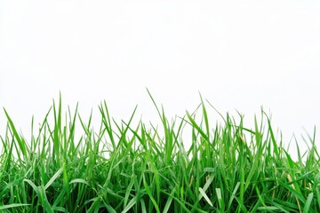 Fototapeta premium Fresh green grass against a clean white background, ideal for nature-themed designs, organic textures, and eco-friendly projects, perfect for minimalistic and modern aesthetics