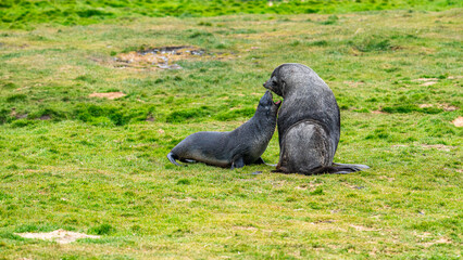 Fur seals photographed in Grytviken South Georgia
