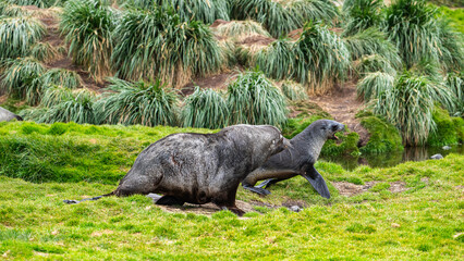 Fur seals photographed in Grytviken South Georgia