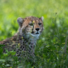 cheetah cub in serengeti national park