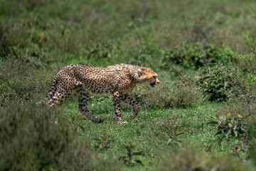 cheetah in serengeti