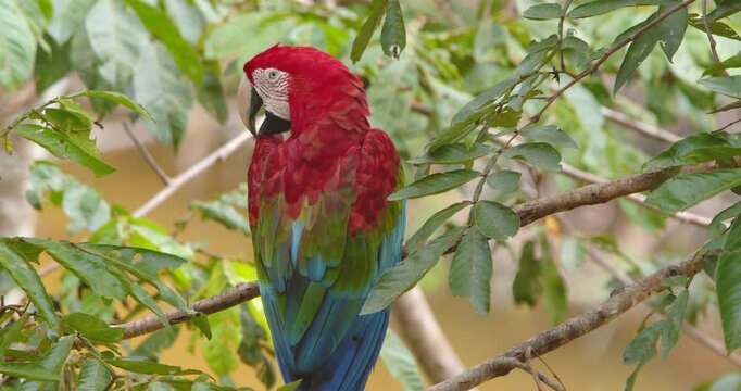 Single Green Winged macaw perched in a tree preening its feathers as a morning routine in the Peruvian rain forest