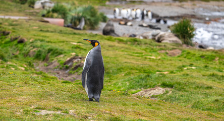 King Penguins Photographed in Grytviken South Georgia