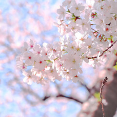 Naklejka premium Beautiful cherry blossoms in Japan さくらの花